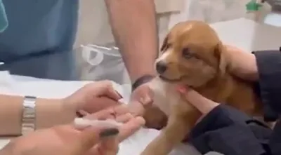 El cachorro m&aacute;s "dram&aacute;tico" del mundo