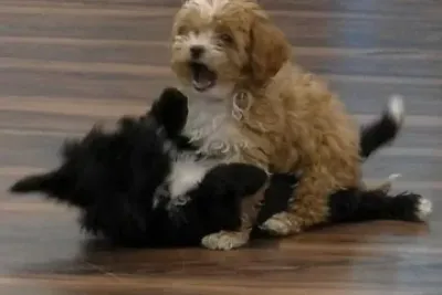 &iquest;Cu&aacute;l es el estado de los perritos de GH?