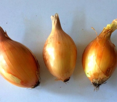 Alcira: la nueva cebolla que cre&oacute; el INTA que pica menos y tiene otra forma