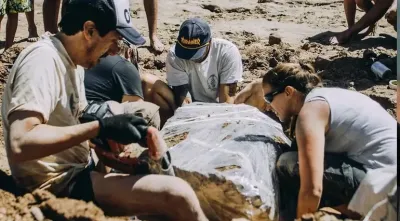 Dos ni&ntilde;os encontraron restos in&eacute;ditos de un gliptodonte en una playa de Mar del Plata