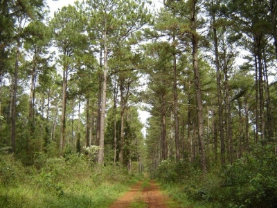 Harvard vendi&oacute; 88.000 hect&aacute;reas que ten&iacute;a en Corrientes