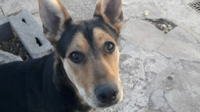 Mat&oacute; a balazos a su perro por comerse un matambre