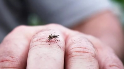 Invasi&oacute;n de mosquitos: CABA refuerza la desinsectaci&oacute;n