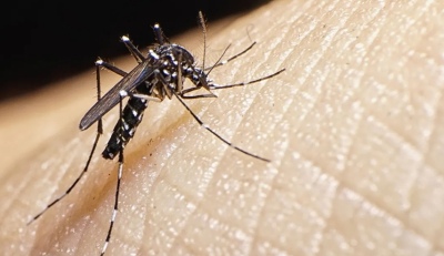 Tucum&aacute;n propone vacunar de forma voluntaria y gratuita contra el dengue