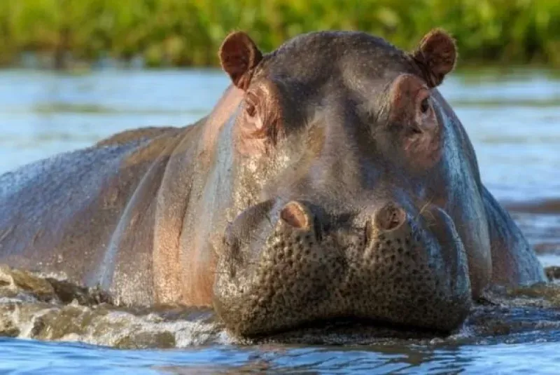 Un hipopótamo se tragó a un nene de dos años: milagrosamente sobrevivió