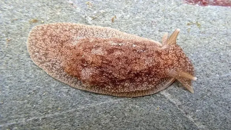 Alerta por una babosa tóxica en las playas de Pinamar y Villa Gesell