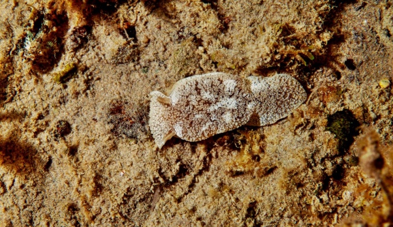 Alerta por una babosa tóxica en las playas de Pinamar y Villa Gesell