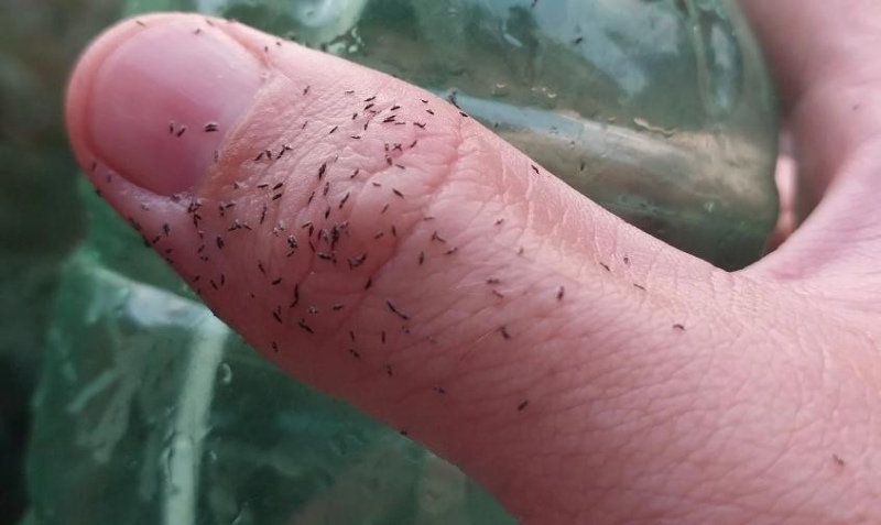 Plaga de trips en la Ciudad y Conurbano ante la ola de calor