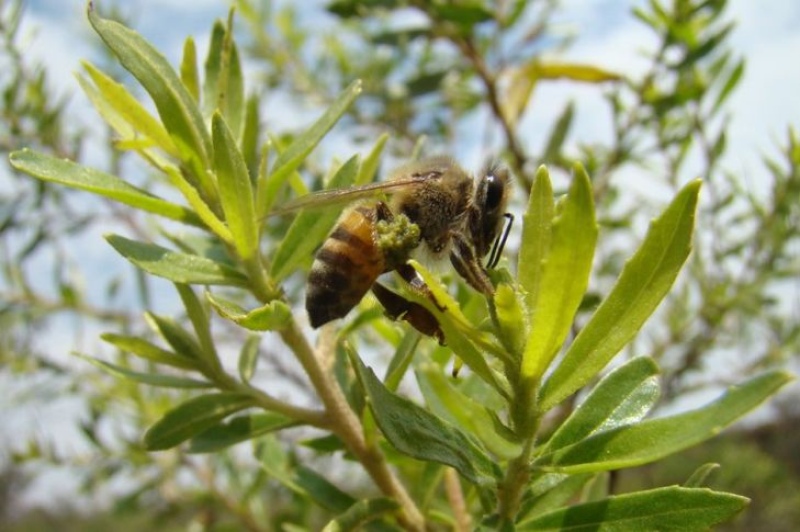 Descubrimiento: el propóleo verde ayuda el tratamiento para el VIH