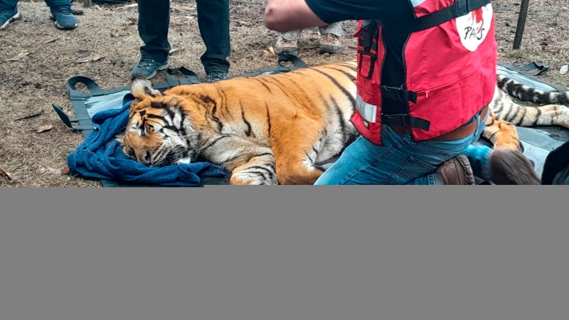 Rescataron a dos tigres de bengala de un cautiverio en Balcarce
